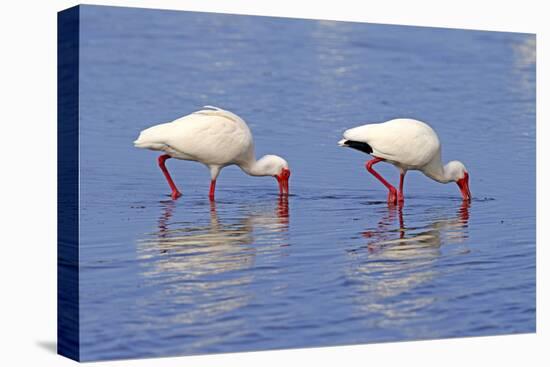 American White Ibis (Eudocimus albus) two adults, foraging in shallow water, Florida-Jurgen & Christine Sohns-Stretched Canvas