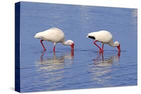 American White Ibis (Eudocimus albus) two adults, foraging in shallow water, Florida-Jurgen & Christine Sohns-Stretched Canvas