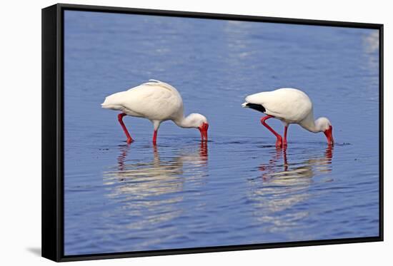 American White Ibis (Eudocimus albus) two adults, foraging in shallow water, Florida-Jurgen & Christine Sohns-Framed Stretched Canvas