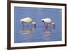 American White Ibis (Eudocimus albus) two adults, foraging in shallow water, Florida-Jurgen & Christine Sohns-Framed Photographic Print