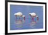 American White Ibis (Eudocimus albus) two adults, foraging in shallow water, Florida-Jurgen & Christine Sohns-Framed Photographic Print