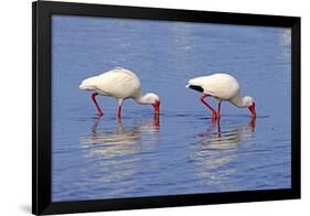 American White Ibis (Eudocimus albus) two adults, foraging in shallow water, Florida-Jurgen & Christine Sohns-Framed Photographic Print