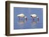 American White Ibis (Eudocimus albus) two adults, foraging in shallow water, Florida-Jurgen & Christine Sohns-Framed Photographic Print