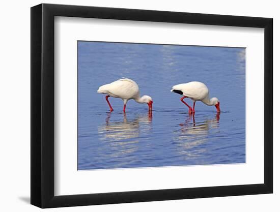 American White Ibis (Eudocimus albus) two adults, foraging in shallow water, Florida-Jurgen & Christine Sohns-Framed Photographic Print