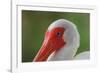 American white ibis. Myakka River State Park, Florida-Adam Jones-Framed Photographic Print