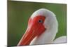 American white ibis. Myakka River State Park, Florida-Adam Jones-Mounted Photographic Print