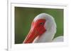 American white ibis. Myakka River State Park, Florida-Adam Jones-Framed Photographic Print