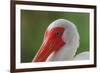 American white ibis. Myakka River State Park, Florida-Adam Jones-Framed Photographic Print