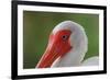 American white ibis. Myakka River State Park, Florida-Adam Jones-Framed Photographic Print