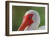 American white ibis. Myakka River State Park, Florida-Adam Jones-Framed Photographic Print