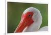 American white ibis. Myakka River State Park, Florida-Adam Jones-Framed Photographic Print