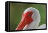 American white ibis. Myakka River State Park, Florida-Adam Jones-Framed Stretched Canvas