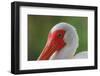 American white ibis. Myakka River State Park, Florida-Adam Jones-Framed Photographic Print