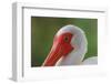 American white ibis. Myakka River State Park, Florida-Adam Jones-Framed Photographic Print