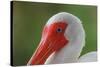 American white ibis. Myakka River State Park, Florida-Adam Jones-Stretched Canvas