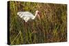 American White Ibis-Richard T. Nowitz-Stretched Canvas