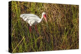 American White Ibis-Richard T. Nowitz-Stretched Canvas