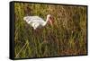 American White Ibis-Richard T. Nowitz-Framed Stretched Canvas