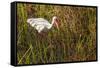American White Ibis-Richard T. Nowitz-Framed Stretched Canvas