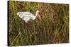 American White Ibis-Richard T. Nowitz-Stretched Canvas