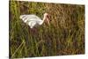 American White Ibis-Richard T. Nowitz-Stretched Canvas