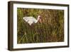 American White Ibis-Richard T. Nowitz-Framed Photographic Print