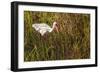 American White Ibis-Richard T. Nowitz-Framed Photographic Print