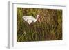 American White Ibis-Richard T. Nowitz-Framed Photographic Print