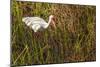 American White Ibis-Richard T. Nowitz-Mounted Photographic Print