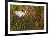 American White Ibis-Richard T. Nowitz-Framed Photographic Print