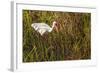 American White Ibis-Richard T. Nowitz-Framed Photographic Print