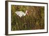 American White Ibis-Richard T. Nowitz-Framed Photographic Print