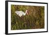 American White Ibis-Richard T. Nowitz-Framed Photographic Print