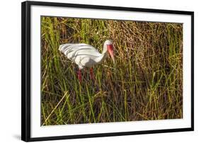 American White Ibis-Richard T. Nowitz-Framed Photographic Print