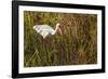 American White Ibis-Richard T. Nowitz-Framed Photographic Print