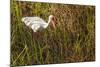 American White Ibis-Richard T. Nowitz-Mounted Photographic Print