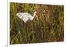 American White Ibis-Richard T. Nowitz-Framed Photographic Print