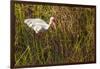 American White Ibis-Richard T. Nowitz-Framed Photographic Print