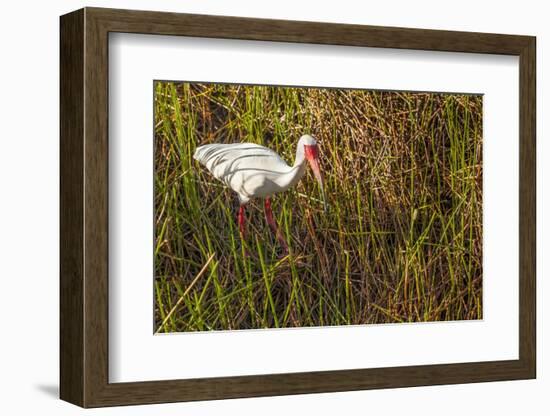 American White Ibis-Richard T. Nowitz-Framed Photographic Print