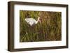 American White Ibis-Richard T. Nowitz-Framed Photographic Print