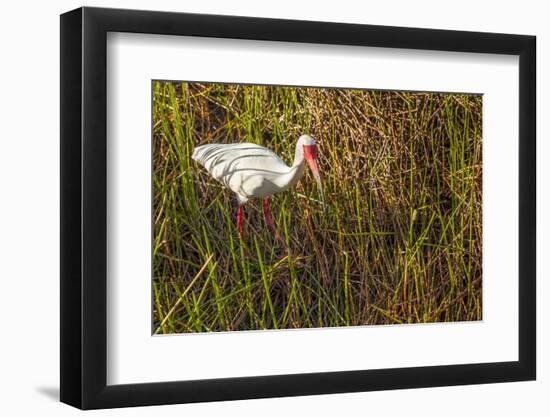 American White Ibis-Richard T. Nowitz-Framed Photographic Print