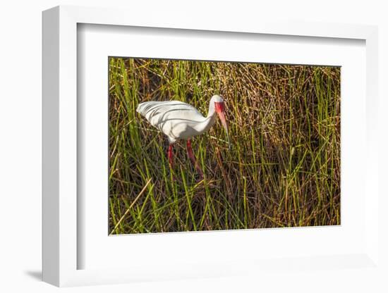 American White Ibis-Richard T. Nowitz-Framed Photographic Print