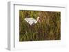 American White Ibis-Richard T. Nowitz-Framed Photographic Print