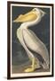 American White Pelican, 1836-John James Audubon-Framed Giclee Print