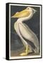 American White Pelican, 1836-John James Audubon-Framed Stretched Canvas