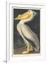 American White Pelican, 1836-John James Audubon-Framed Giclee Print