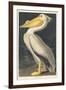 American White Pelican, 1836-John James Audubon-Framed Giclee Print