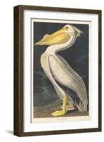 American White Pelican, 1836-John James Audubon-Framed Giclee Print