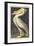 American White Pelican, 1836-John James Audubon-Framed Giclee Print