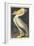 American White Pelican, 1836-John James Audubon-Framed Giclee Print